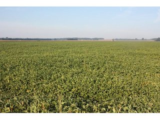 Property photo 45 - ILLINOIS LAND AUCTION - 705+/- ACRES OFFERED IN 16 TRACTS IN EDWARDS COUNTY, ILLINOIS